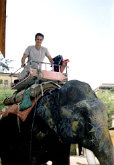 india_elephants_hr